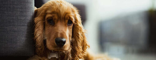 Dog with a silky red coat hotsell